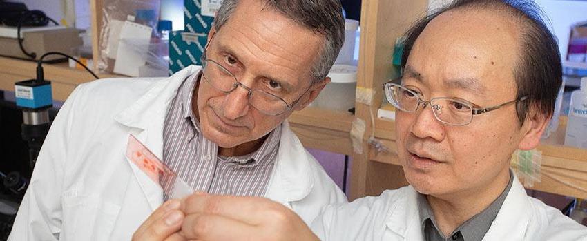 Dr. Mike Lin(左)和Dr. Ron Balczon在Dr. 他在美国医学院的实验室工作. 他们正在研究医院获得性细菌性肺炎与认知障碍之间的可能联系.  